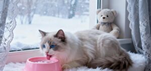 White and gray cat with bright blue eyes drinking water from a pink bowl near a window with snowy landscape and a teddy bear in the background.
